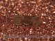 Copper Trading 101: Basics, Tips and Strategies Copper Trading 101: Basics, Tips and Strategies